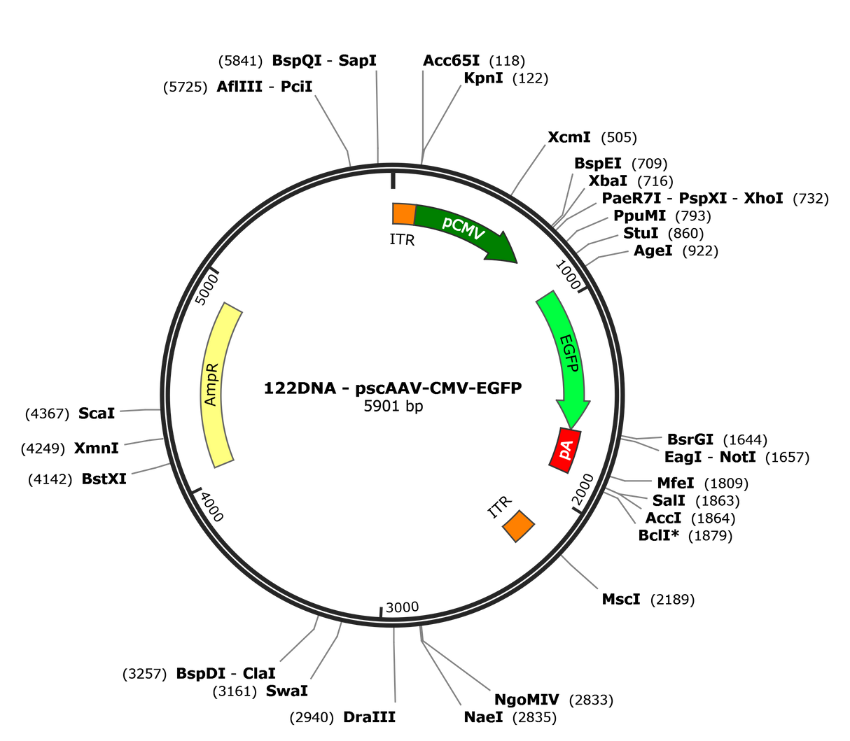 scAAV-CMV-GFP