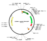 scAAV-CMV-GFP