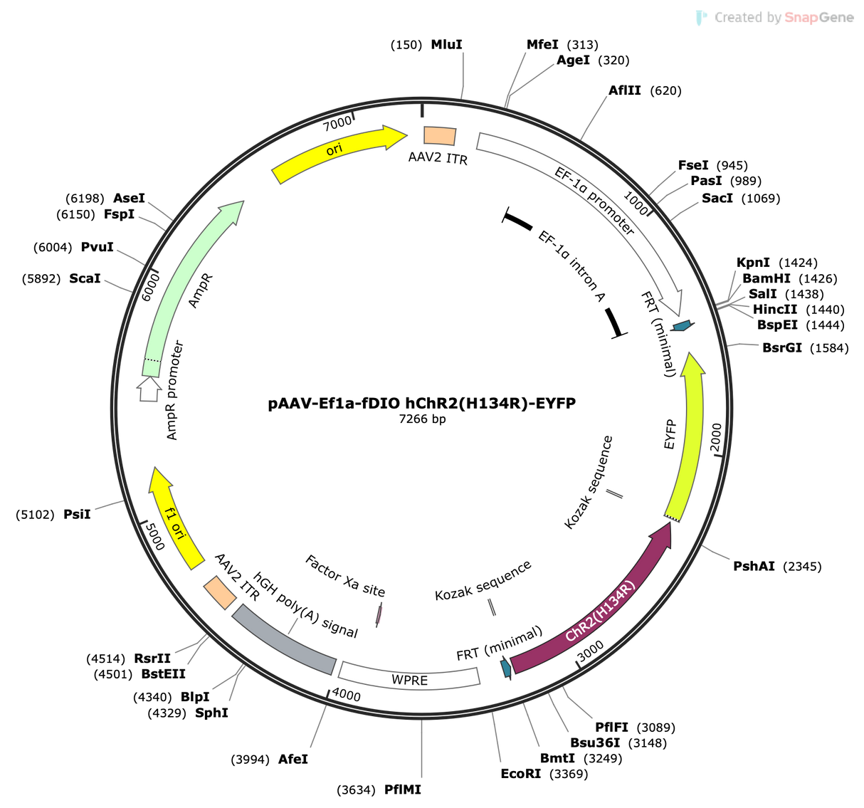 AAV-EF1a-fDlO-hChR2(H134R)-EYFP