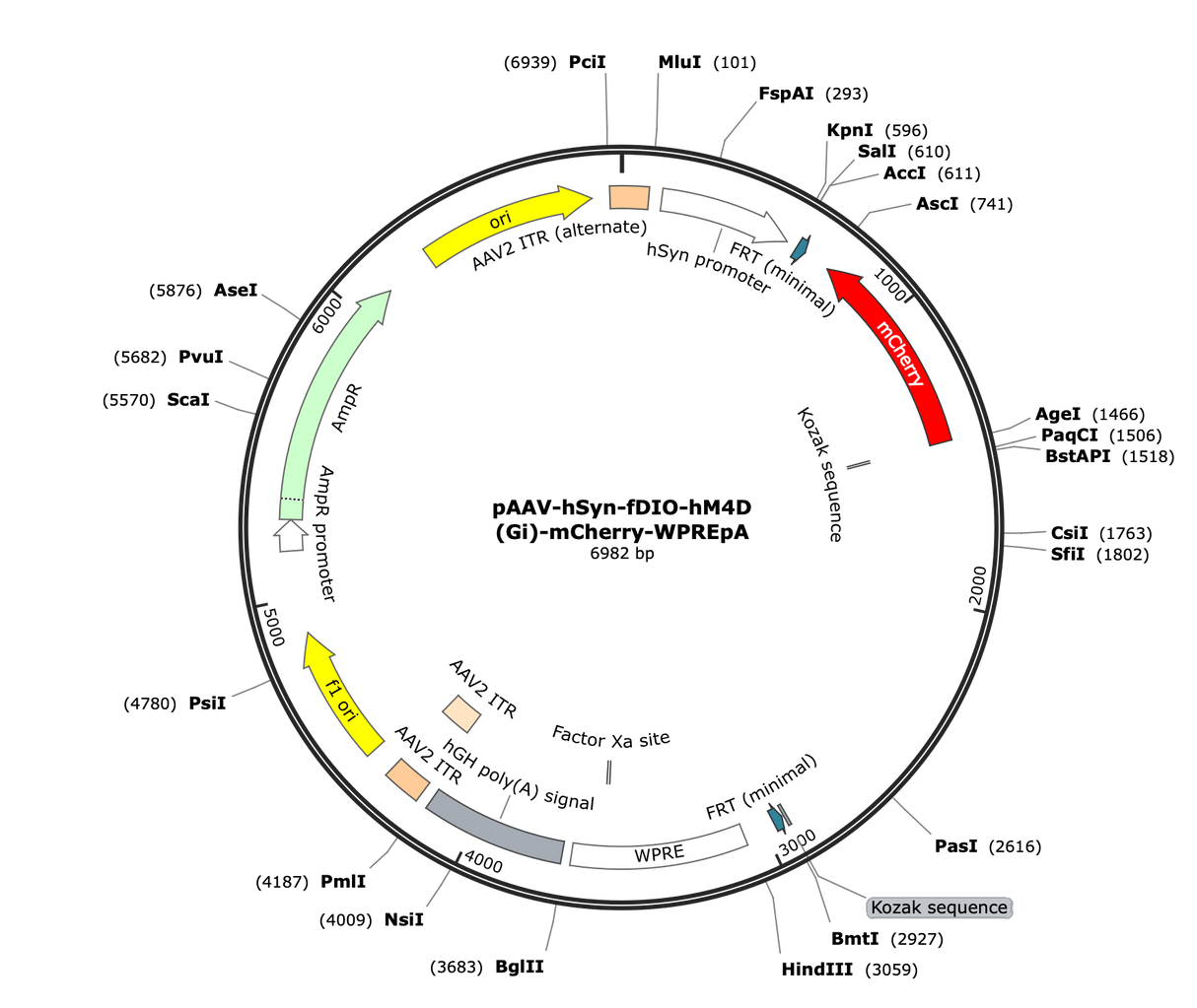 AAV-hSyn-fDIO-hM4D(Gi)-mCherry