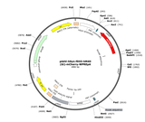 AAV-hSyn-fDIO-hM4D(Gi)-mCherry
