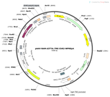 AAV-RAM-d2TTA-TRE-ChR2-eYFP