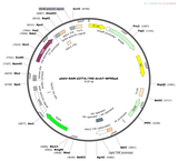 AAV-RAM-d2TTA-TRE-ArchT-eGFP