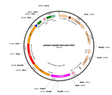 AAV-ESARE-Cre-ERT2-PEST