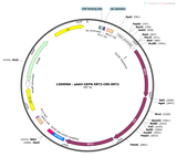 AAV-Syn-ERT2-CRE-ERT2