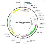 AAV-gfaABC1D-lck-GCaMP6f
