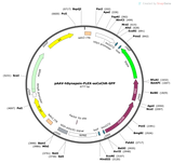 AAV-hSyn-Flex-soCoChR-GFP