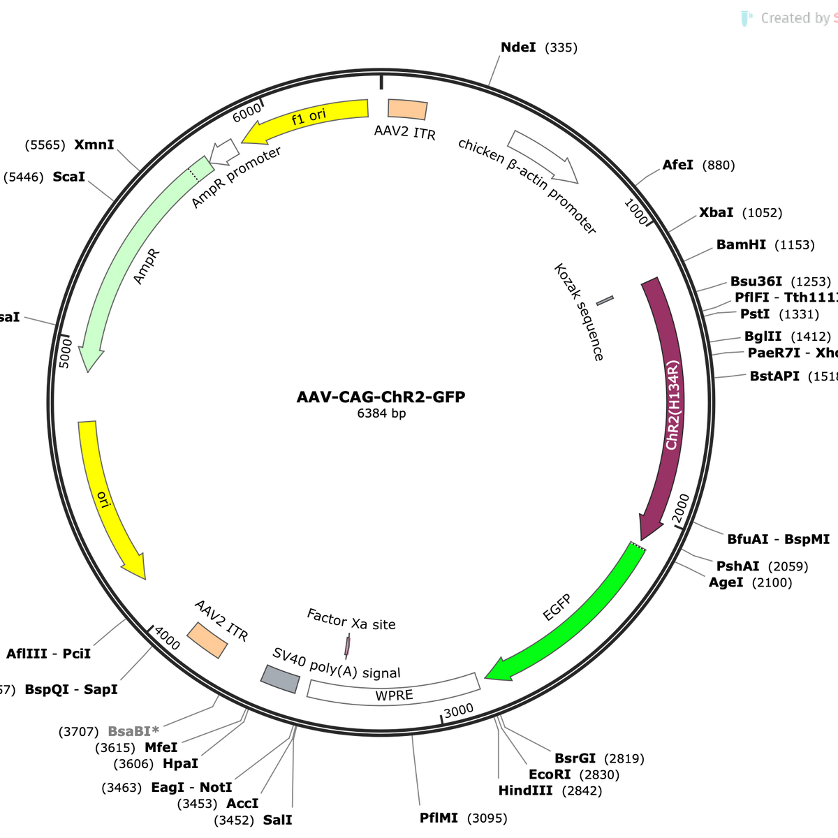 AAV-CAG-ChR2-eGFP | CNP Viral Vector Core – COVF Viral Vector Core