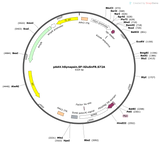 AAV-hSyn-SF-iGluSnFR(S72A)