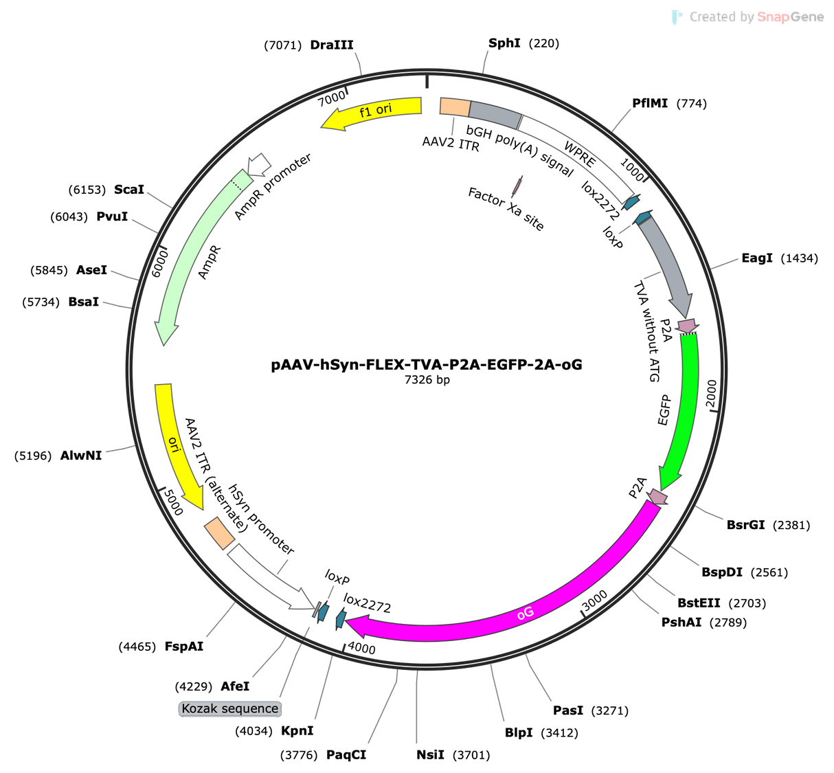 AAV-hSyn-FLEX-TVA-P2A-eGFP-2A-oG