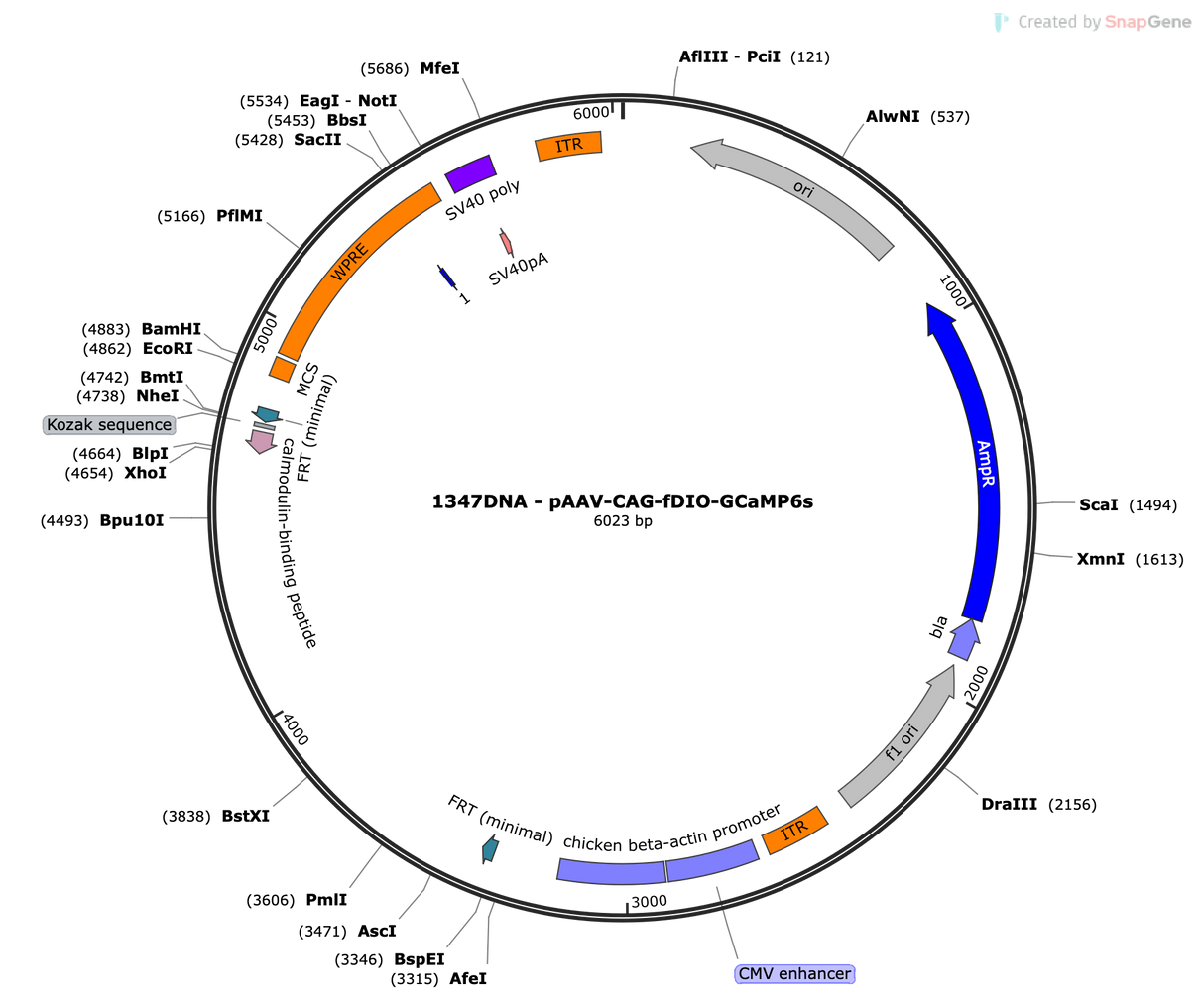 AAV-CAG-fDIO-GCaMP6s
