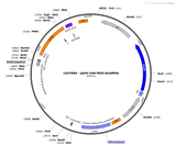 AAV-CAG-fDIO-GCaMP6s