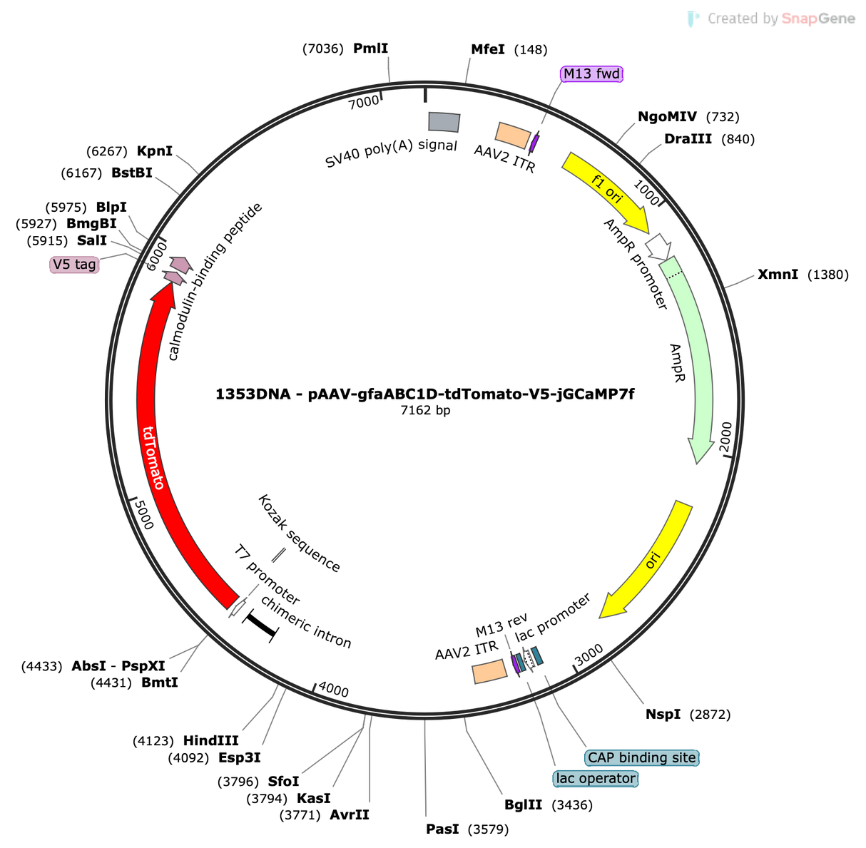 AAV-gfaABC1D-tdTomato-V5-jGCaMP7f