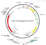 AAV-gfaABC1D-tdTomato-V5-jGCaMP7f