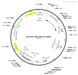 AAV-EF1a-DIO-iChloC-2A-DsRed