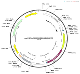 AAV-EF1a-fDIO-hChR2(H134R)-eYFP