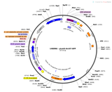 Lenti-CMV-ArchT-GFP