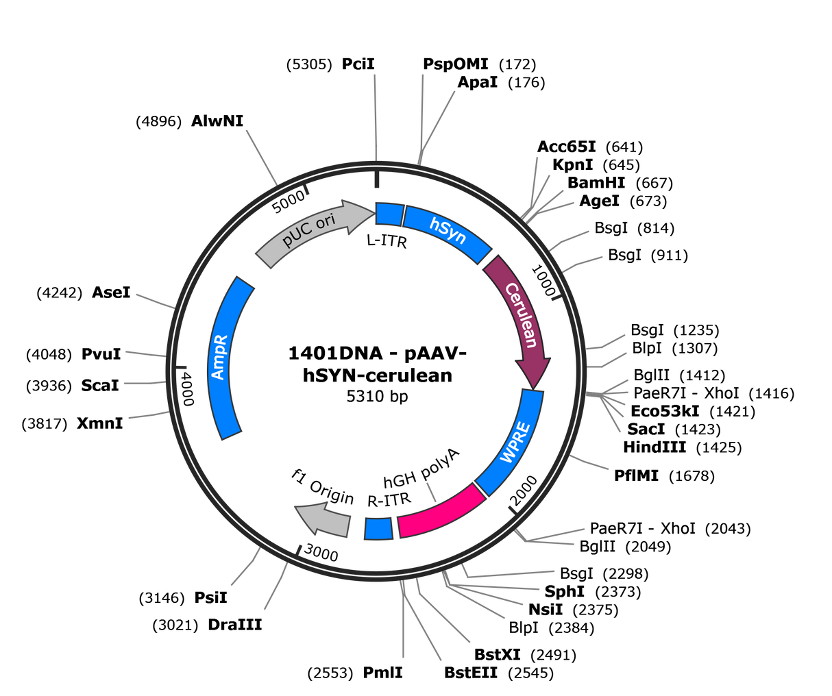 AAV-Syn-Cerulean