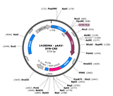 AAV-hSYN-CRE