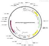 AAV-Syn-FLEX-rc[ChrimsonR-tdTomato]