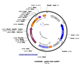 AAV-CAG-miRFP