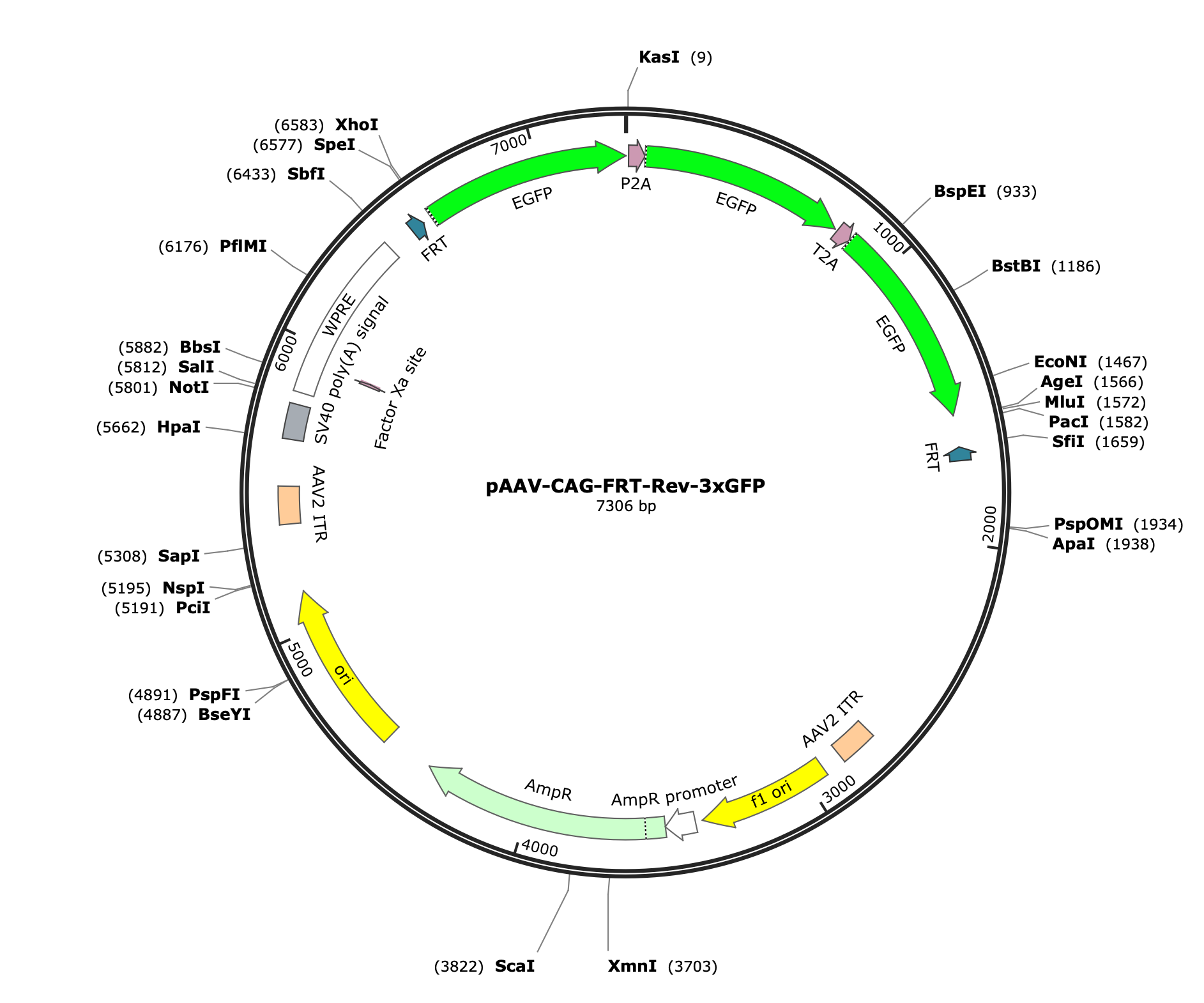 AAV-CAG-FRT-3xGFP