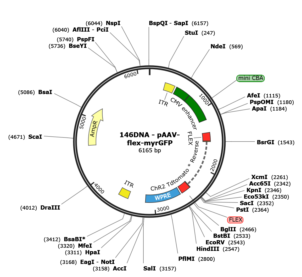 AAV-CAG-Flex-myr-GFP