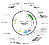 AAV-CAG-Flex-myr-GFP