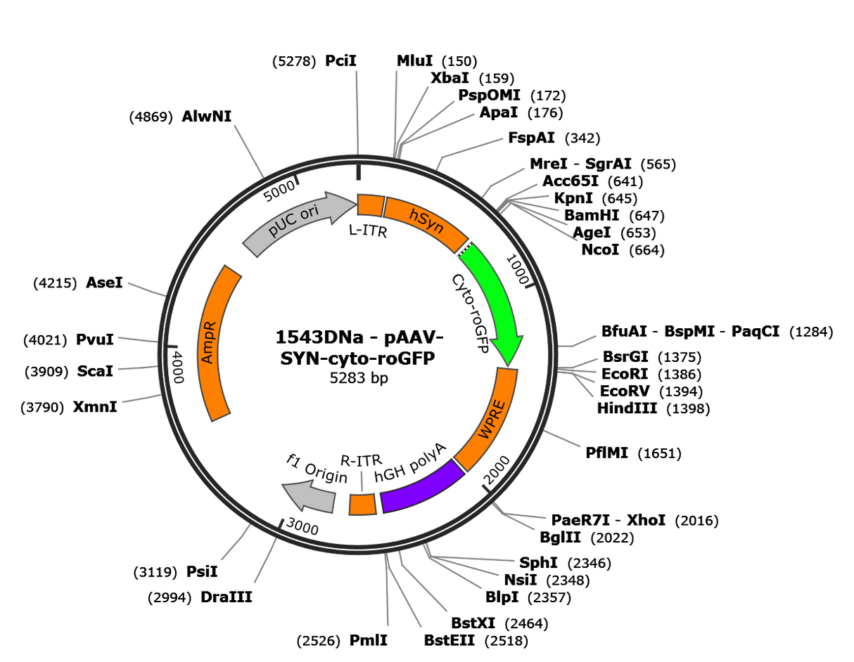 AAV-Syn-cyto-roGFP2