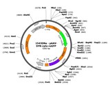 AAV-Syn-cyto-roGFP2