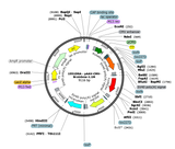 AAV-CMV-Brainbow1.1M