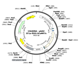 AAV-EF1a-fDIO-jGCaMP7s