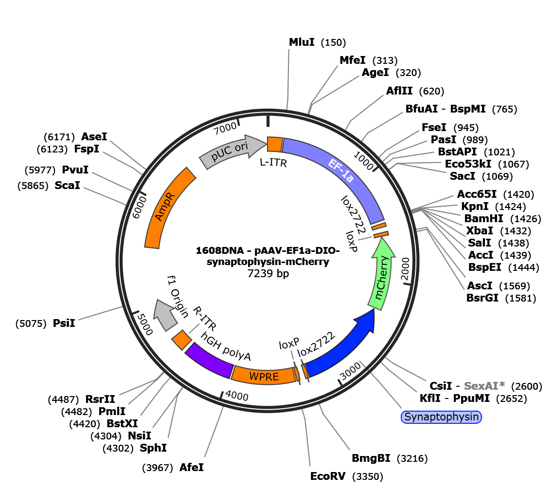 AAV-EF1a-DIO-synaptophysin-mCherry