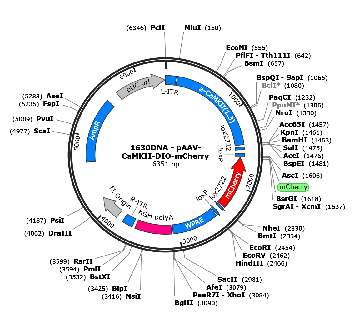 AAV-CaMKII-DIO-mCherry