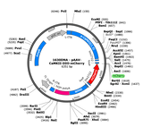 AAV-CaMKII-DIO-mCherry