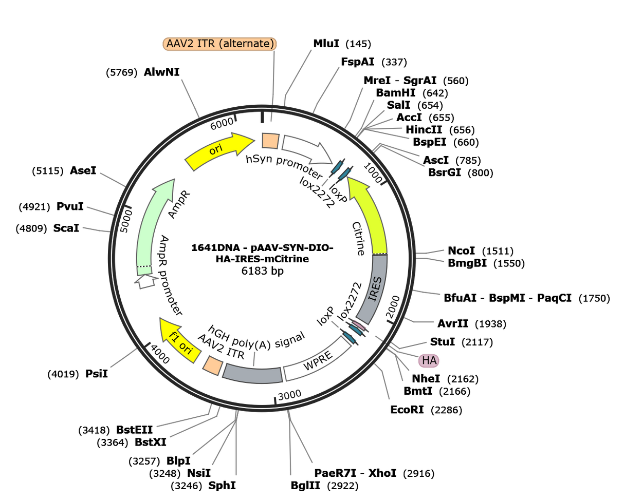 AAV-hSYN-DIO-HA-IRES-mCitrine