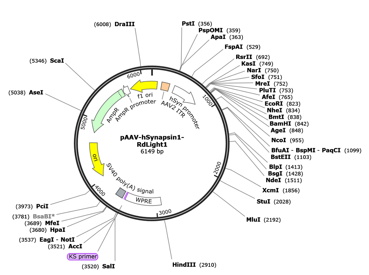 AAV-Syn-RdLight1
