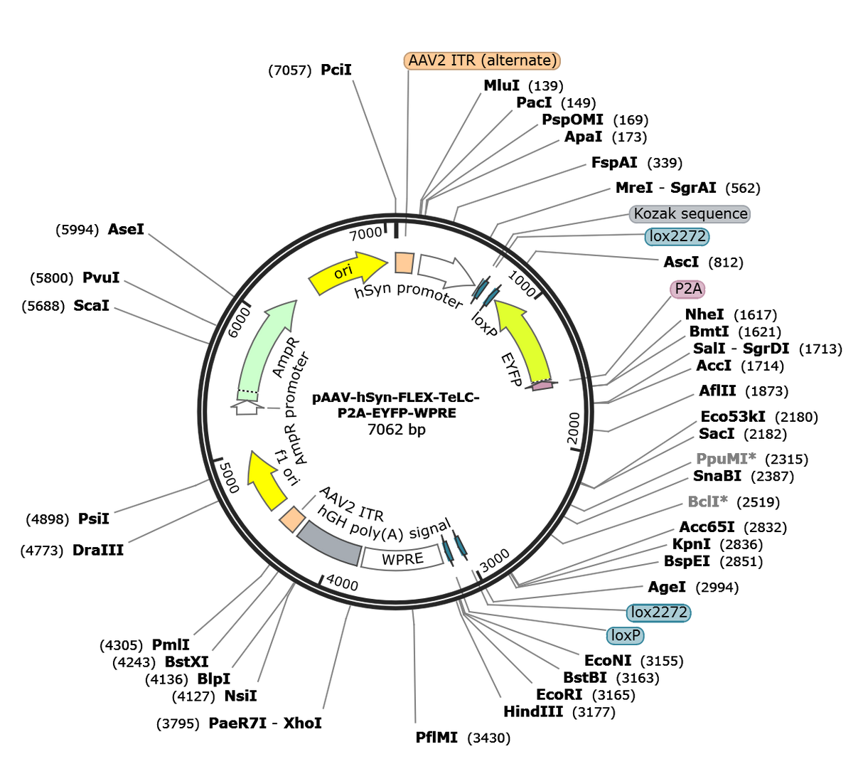 AAV-hSyn-Flex-TeLC-P2A-eYFP
