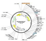 AAV-hSyn-Flex-TeLC-P2A-eYFP