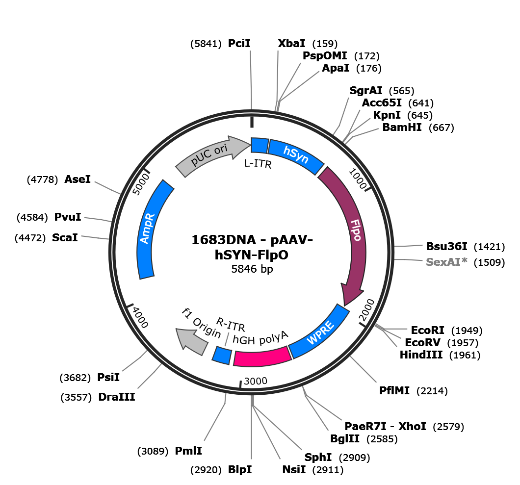 AAV-hSyn-FlpO