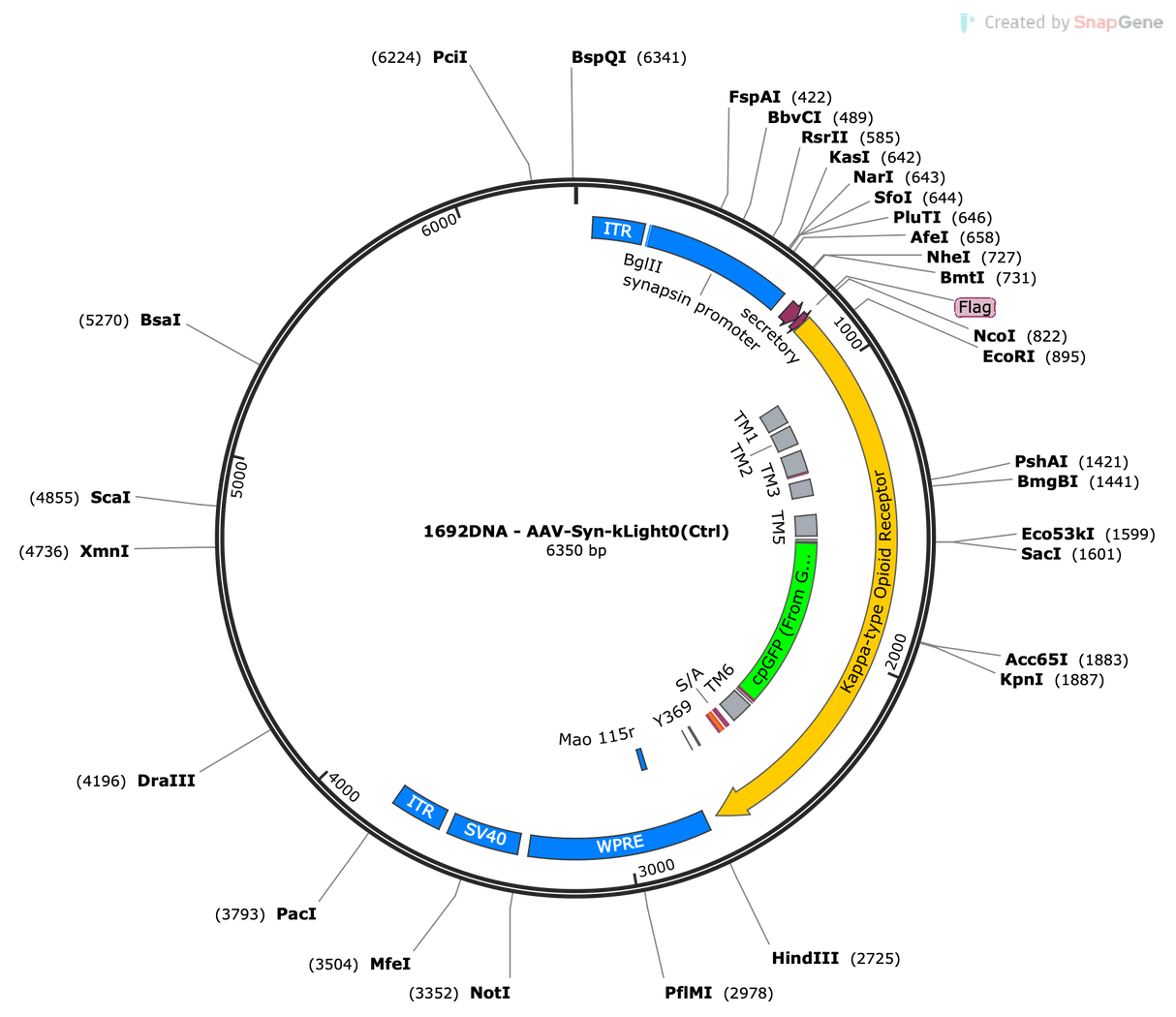 AAV-Syn-kLight0 (Ctrl)