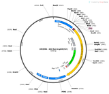 AAV-Syn-kLight0 (Ctrl)
