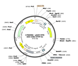 AAV-hSYN-DIO-ChR2-eYFP-kv