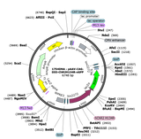 AAV-CAG-DIO-ChR2(H134R)-eGFP