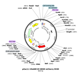 AAV-gfaABC1D-hM4D(Gi)-mCherry