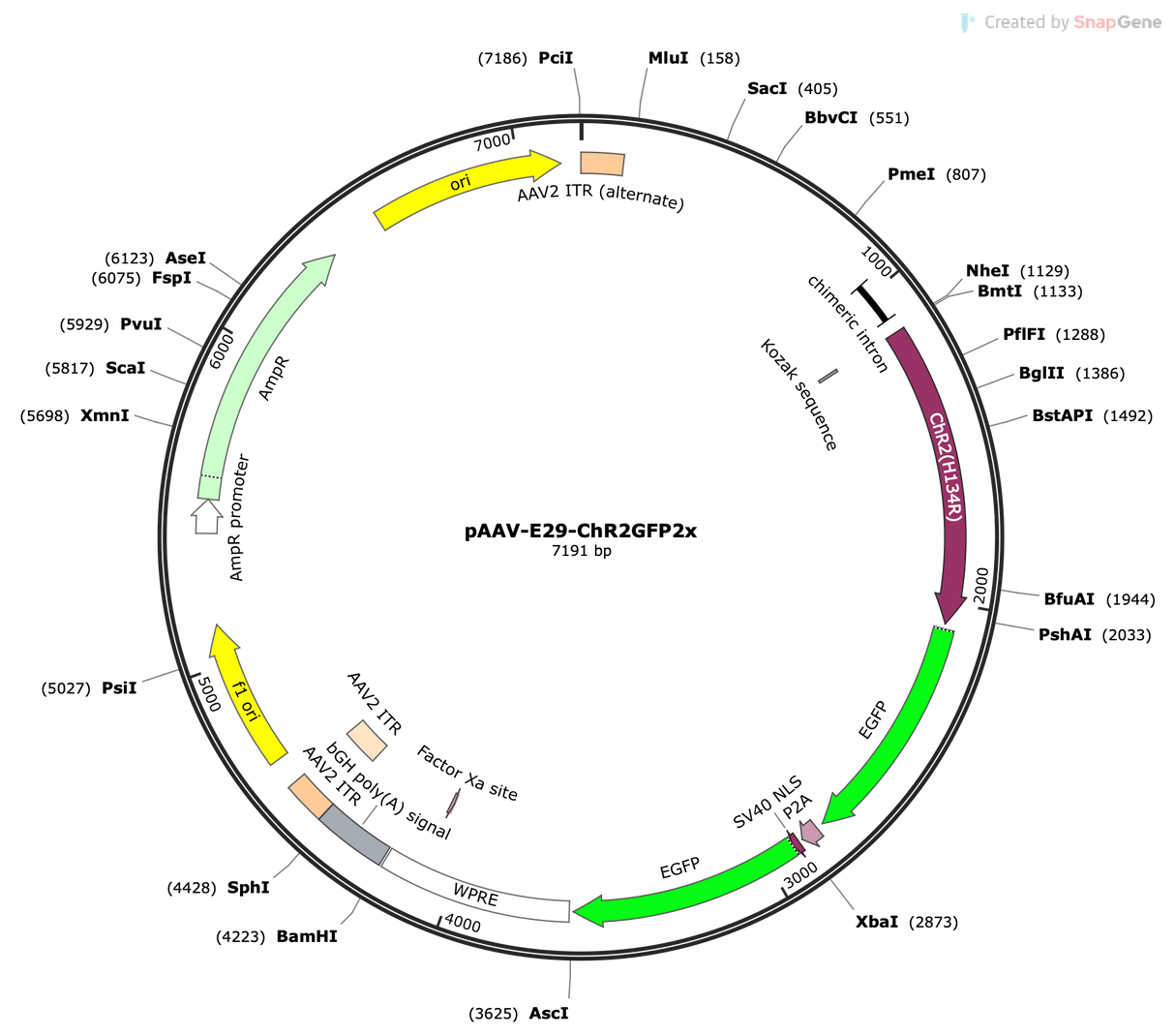 AAV-E29-ChR2GFP2x