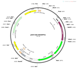 AAV-E29-ChR2GFP2x