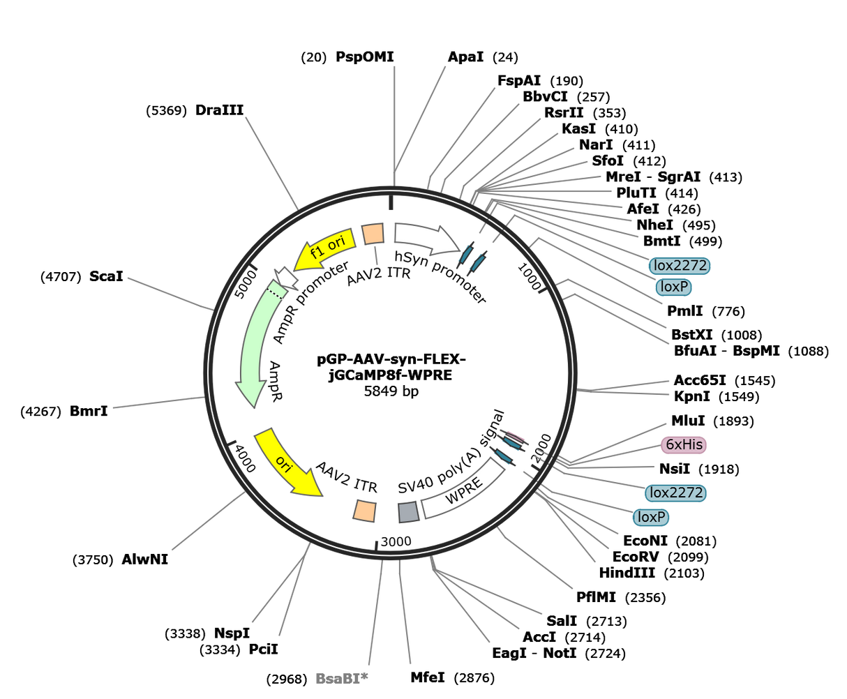 AAV-Syn-FLEX-jGCaMP8f
