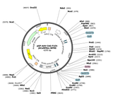 AAV-CAG-FLEX-jGCaMP8m
