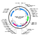 AAV-CaMKII-DIO-Chronos-eGFP
